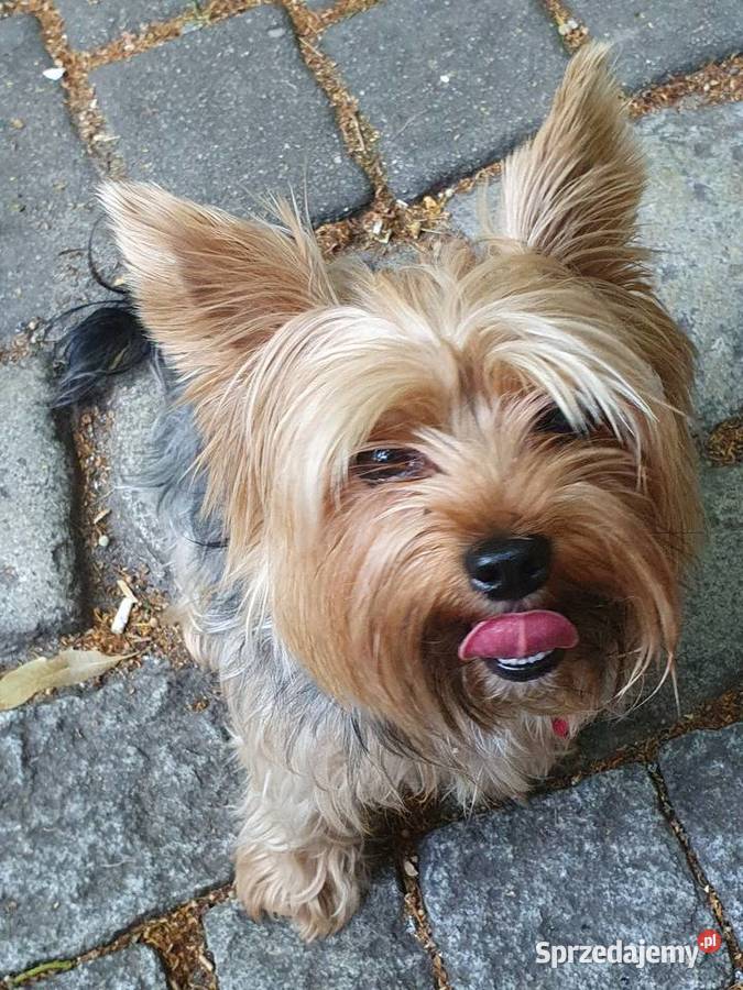Sprzedam Pieski York York Gliwice