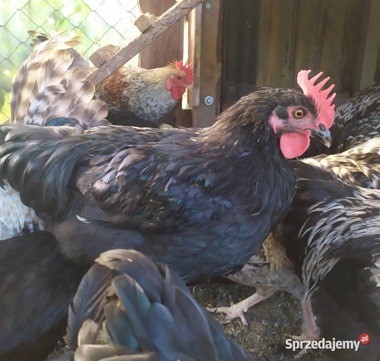 jaja lęgowe kur ozdobnych Rybno