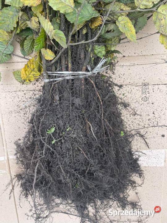 Grab Pospolity sadzonki na żywopłot 4060 Kielce