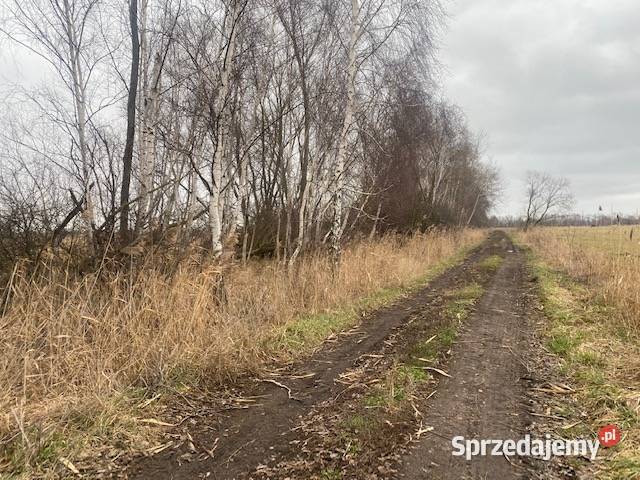 Syndyk Sprzeda Nieruchomość W Lędowie Lędowo - Sprzedajemy.pl