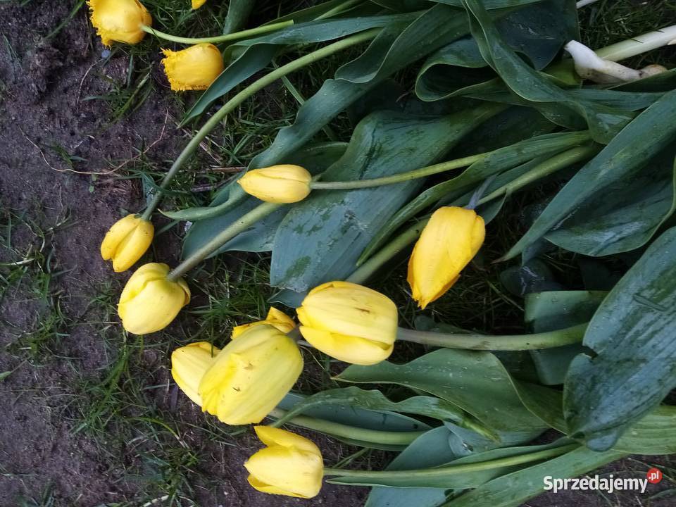 Maść z żółtego tulipana na nowotwór i trudno Nowy Dwór Wejherowski sprzedam