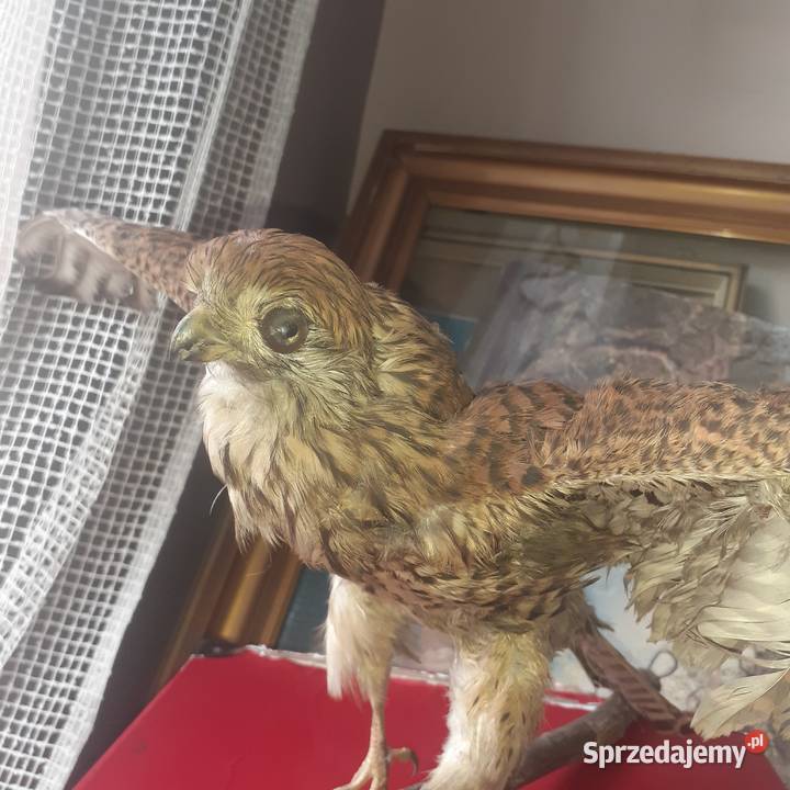 Pustułka ptak wypchany tanio Łopuszno