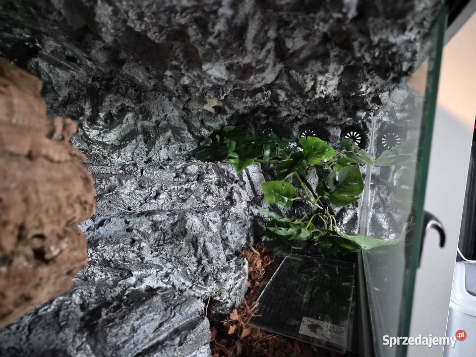 Terraria plyta meblowa diversa Gady i płazy Sędziszów sprzedam