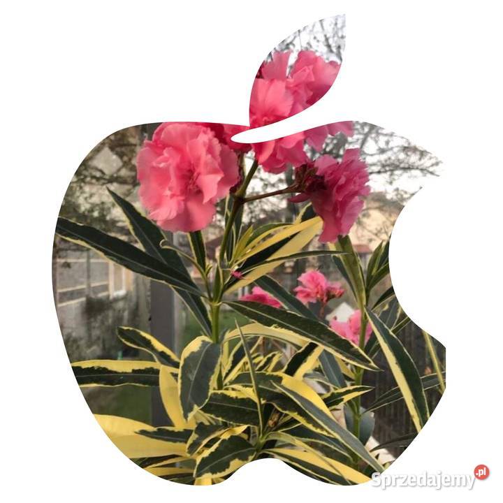 Oleander świeżo ścięte gałązki do ukorzenienia mazowieckie Brzeźnica