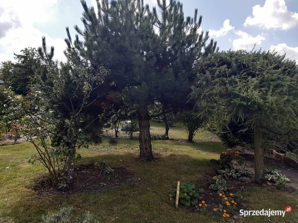 Działka RODOS Wrzesińska na sprzedaż 84zł/m2 Gniezno sprzedam