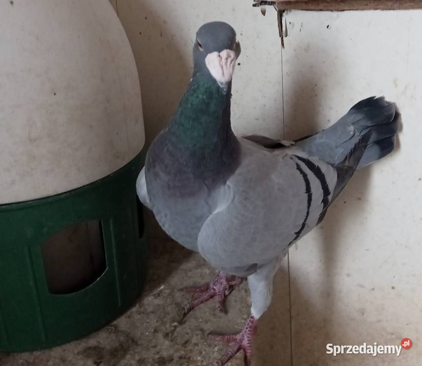 Niemieckie wystawowe garbonosy