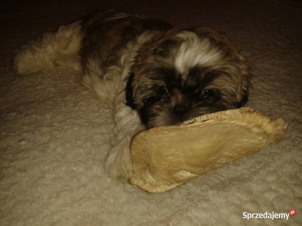 Shih Tzu Szczecin sprzedam
