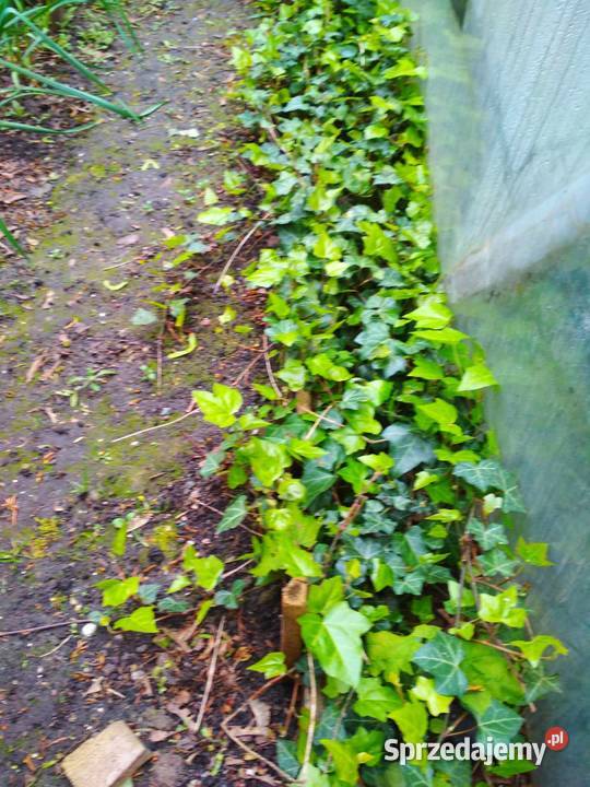 Thuja Szmaragd tuja 115 trzmielina bluszcz sprzedam