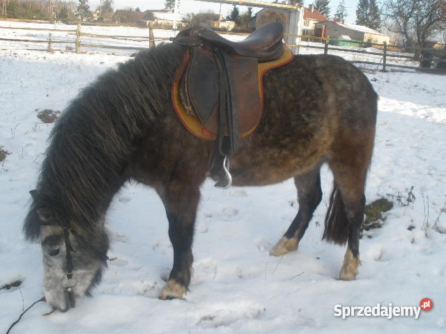 konia małego kuc sprzedam