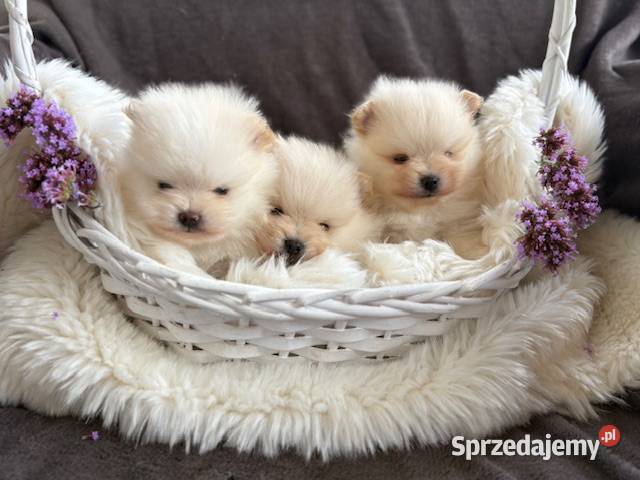 SZPIC MINIATUROWY POMERANIAN PIĘKNE PUCHATE