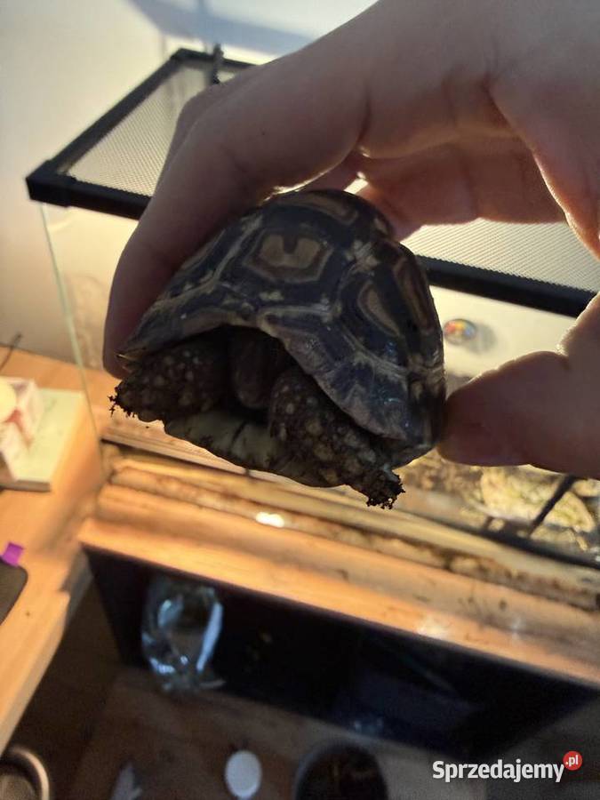 Żółw lamparci Gdańsk