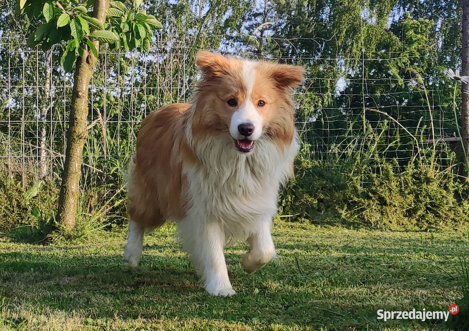 Rasowy Pies Border Collie Szczeniak WINTER z Iwonicz