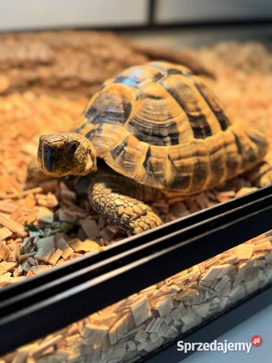 Żółw Grecki Terrarium Warszawa
