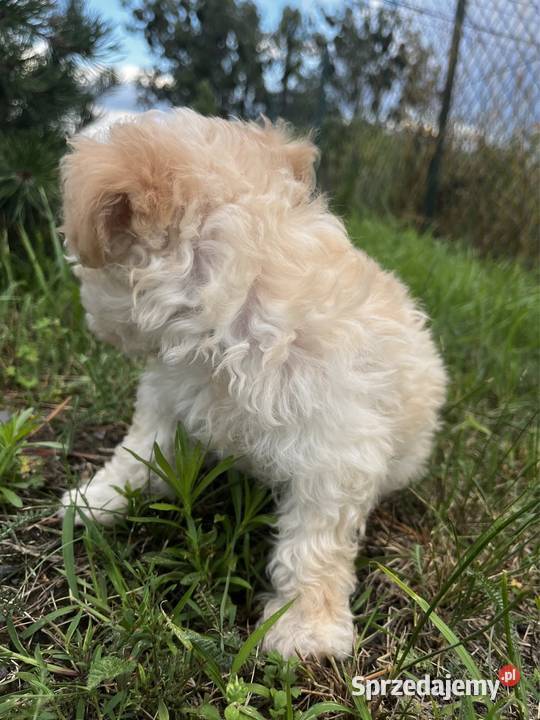 Maltipoo samczyk z badaniami Pozostałe Bydgoszcz