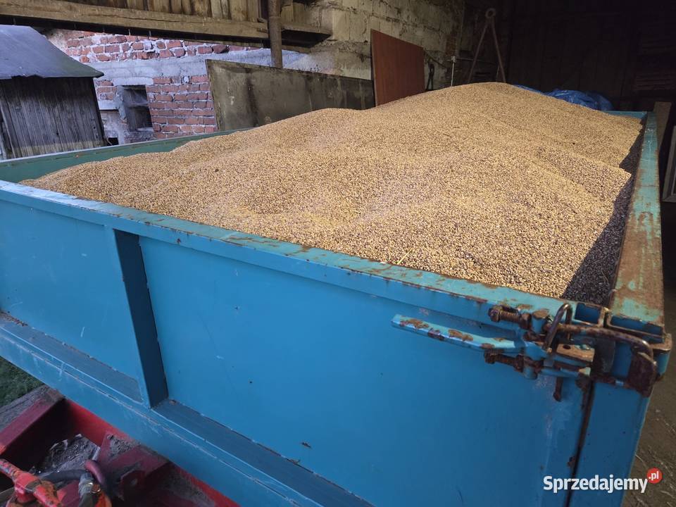 Zboże pszenica wąsatka Tarnowska Wola