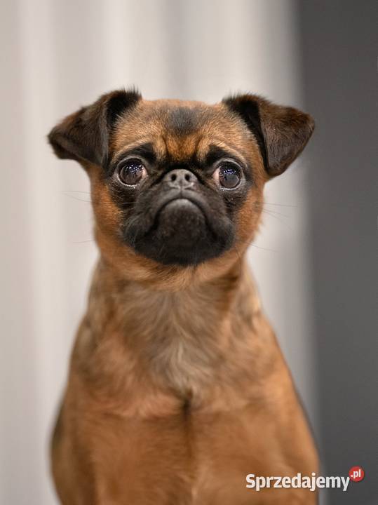 Gryfonik Brukselski Suczka FCI Swarzewo