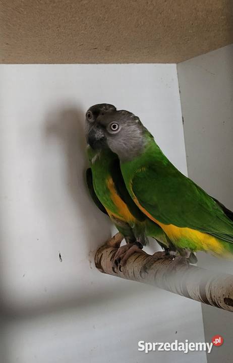 Senegalki para 19r