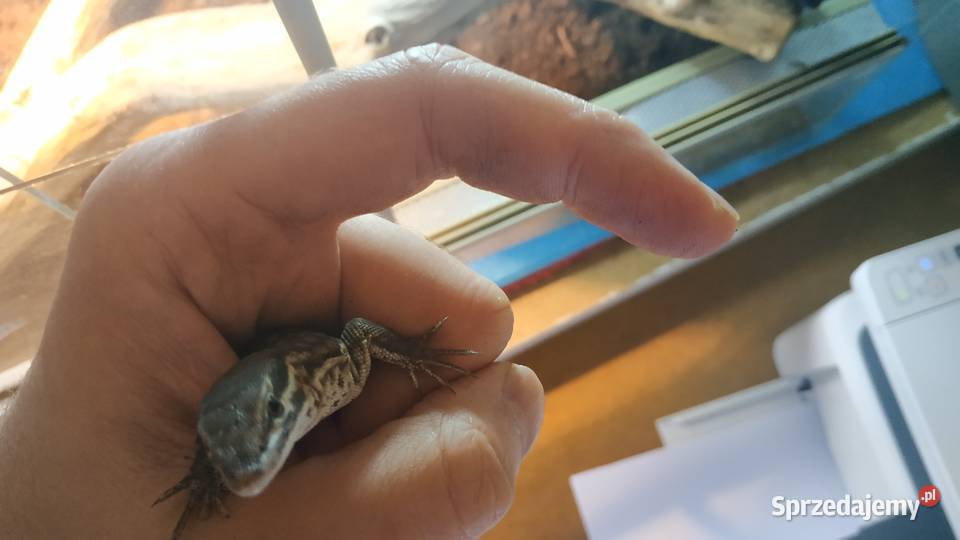 jaszczurka waran kolczastoogonowy terrarium