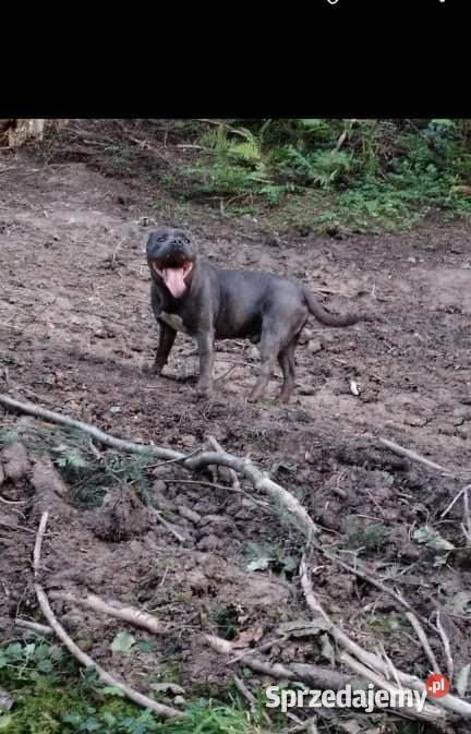 Staffordshire Bull Terrier Pudel szczenie Zwierzęta Rzeszów sprzedam
