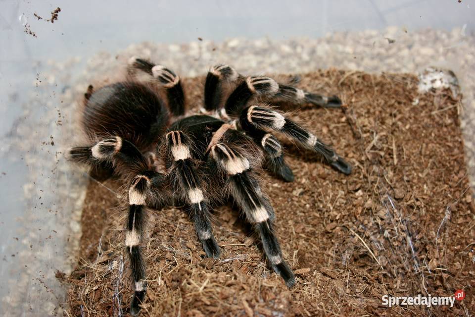 Acanthoscurria geniculata samica Sosnowiec
