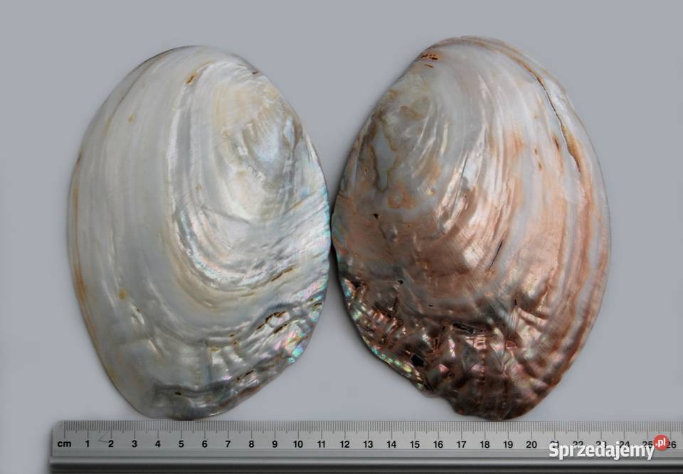 Muszla perłorodna z perłami nienarodzonymi 2 Lublin sprzedam
