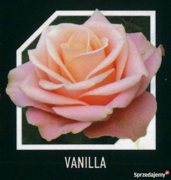 sadzonki róż RÓŻE HURT Radom