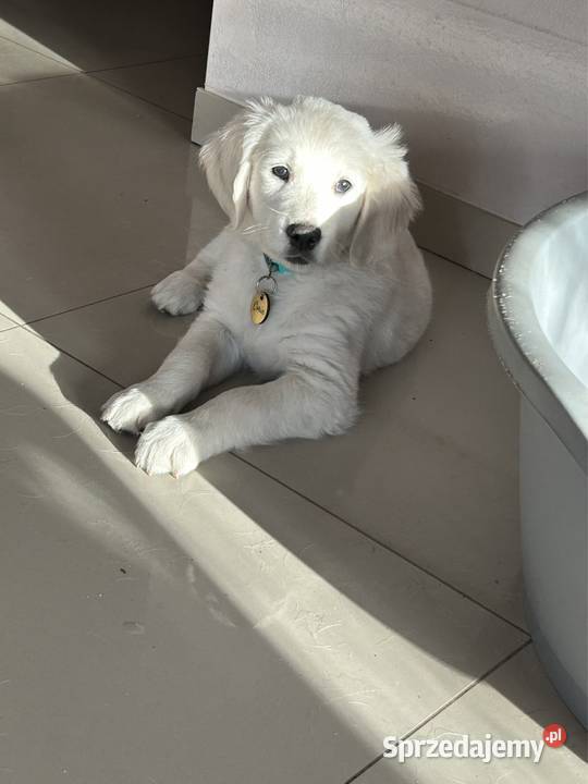 Golden Retriever FCI szczeniaki Stargard