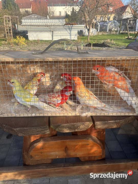 Rozelle królewskie Kąkolewo