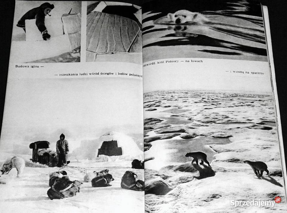 Inuk Roger Buliard lubelskie Chełm