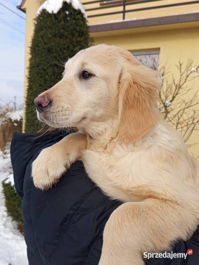 Golden RETRIEVER Tarnobrzeg