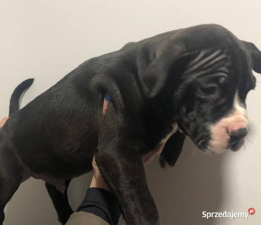 American Bully xl Kaźmierzewo