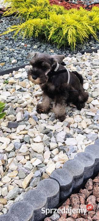 Sznaucer Miniatura rodowodowe szczenięta Sznaucer Radomsko