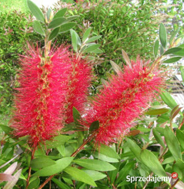 KUFLIK CYTRYNOWY sadzonki w doniczkach Ustronie