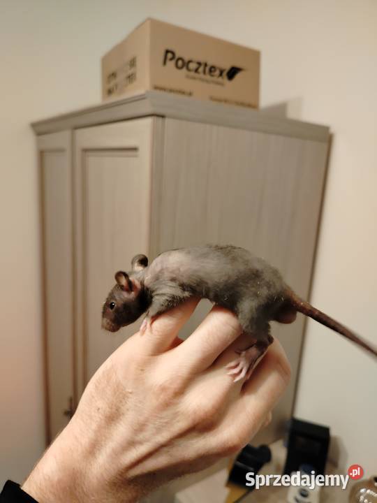 Szczur Szczury Szczurki Młode kujawsko-pomorskie Bydgoszcz