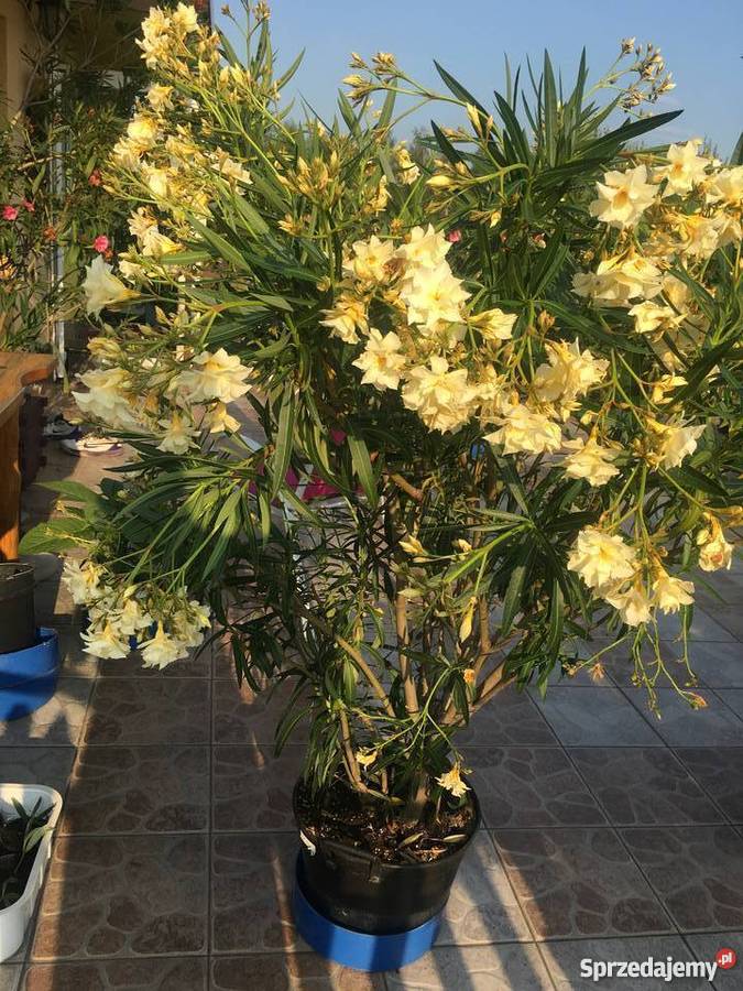 Szczepki oleander