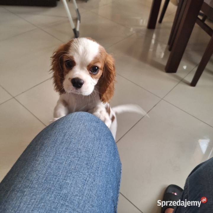 Cavalieki małe szukają domu pełnego miłości Płock