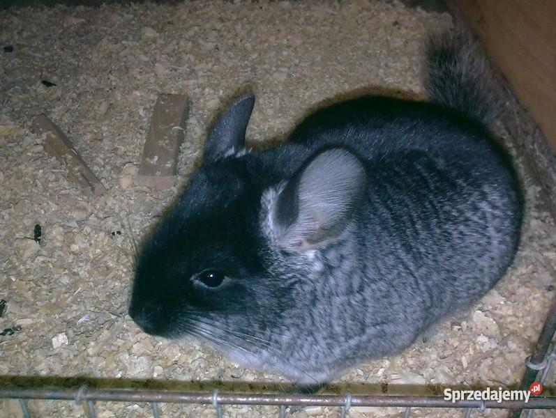 Szynszyle standard aksamitne i Pozostałe Iława