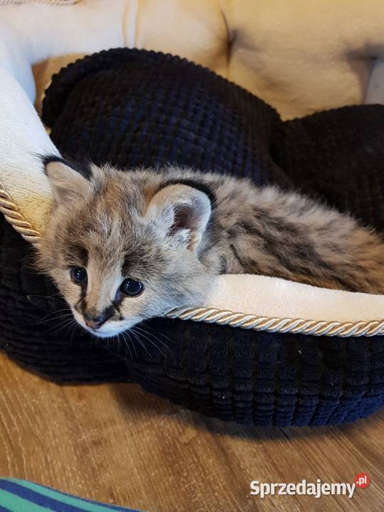 Serwale Afrykańskie Leptailurus serval młode Katowice
