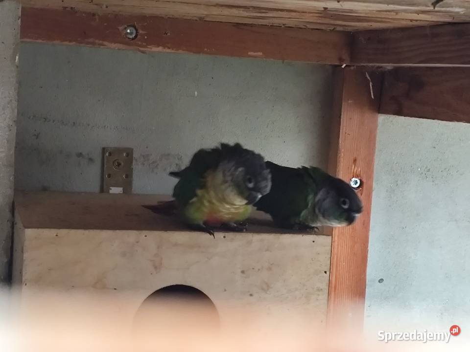 Rudosrerki zielonolica Ptaki