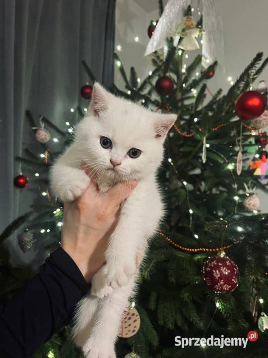 Kocur Brytyjski Smyczyna