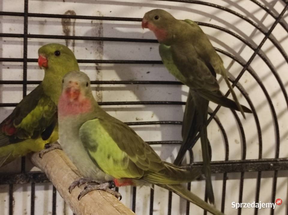 Księżniczki Walii Rębków