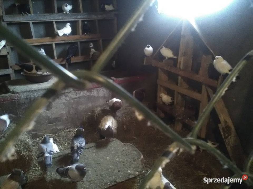 Gołębie 25 magane i inne Pińczów