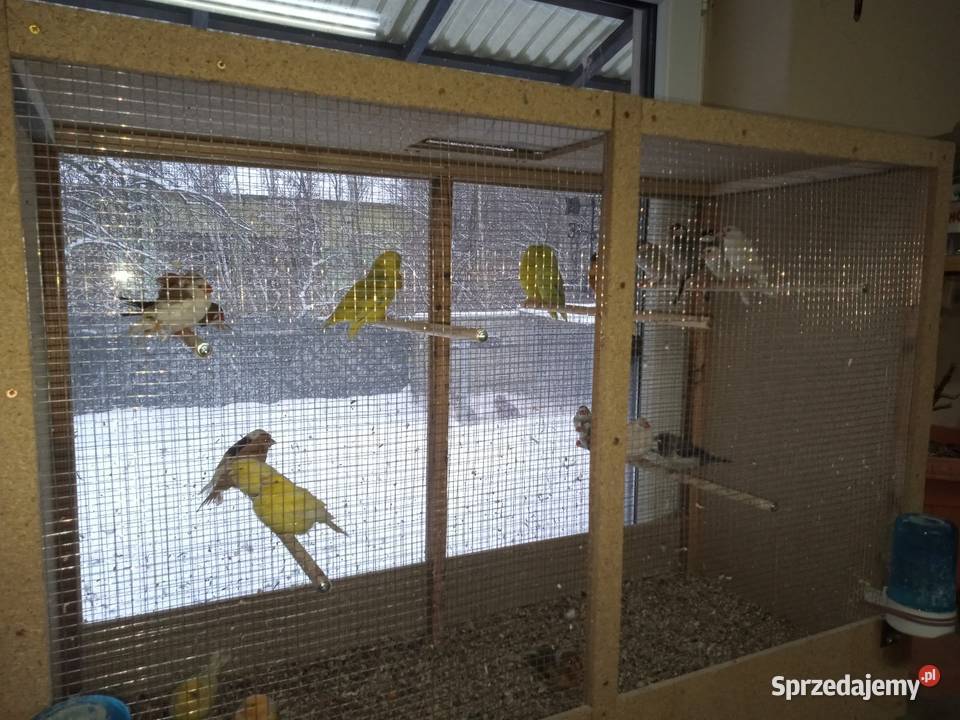Ptaki Drobna Egzotyka Lucin