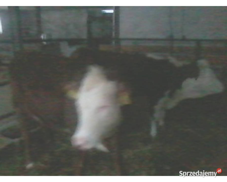 Sprzedam Odsadki Mięsne Byczek i 2 Jałówki sprzedam