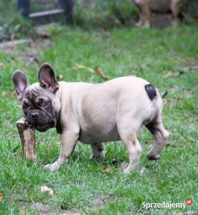 Buldog Francuski maluchy z genem Fluffy sprzedam