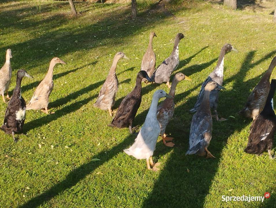 Kaczki indyjskie biegusy małopolskie Skawina