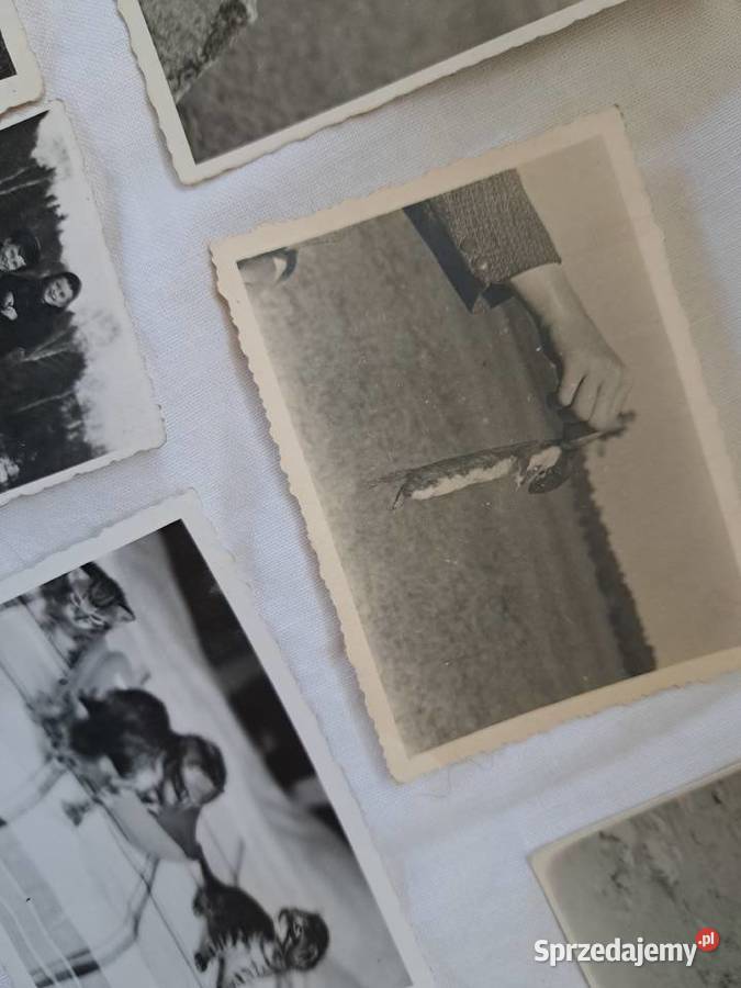 Stare fotografie 16 zwierzęta 1930 1970 do Brzesko