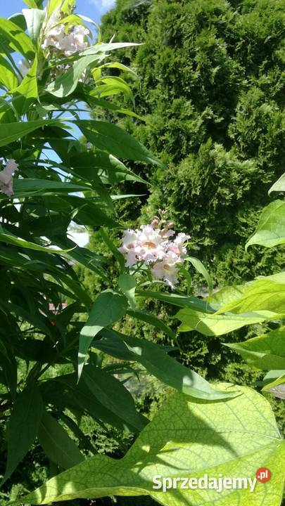 Chitala taszkinecka katalpa szczeiona na pniu w Puławy sprzedam