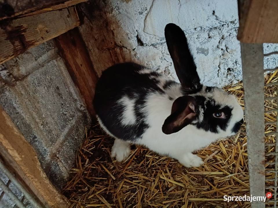 Króliki Słomniki