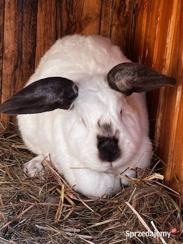 Sprzedam króliki Króliki lubelskie Korczówka sprzedam